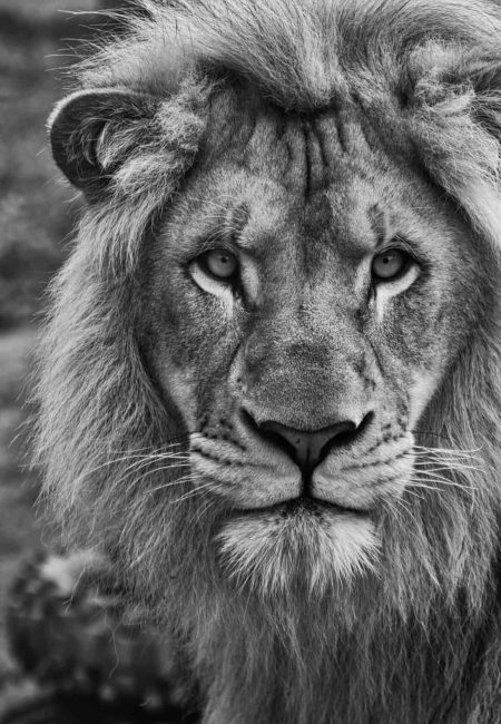 portrait of a male lion black and white